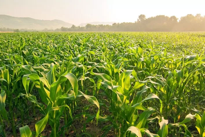 Incertezas Climáticas Indicam Retração na Nova Safra de Milho
