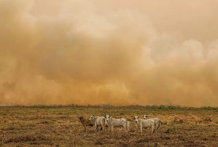 Após os Incêndios, Hora de Inspecionar as Cercas e Prevenir Novos Desastres