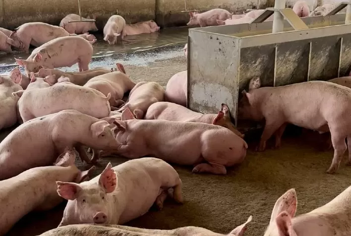 Preços do Suíno Vivo Disparam e Alcançam Máxima Histórica com Impulso da Demanda Interna e Externa