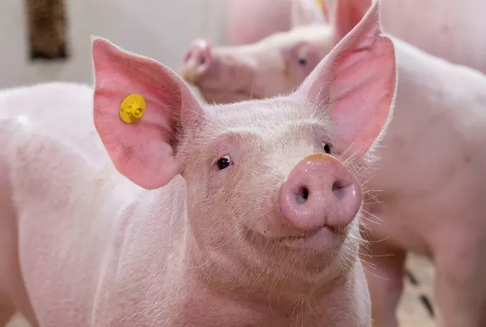 Brasil Conquista Acesso ao Mercado Boliviano para Exportação de Produtos de Reciclagem Animal