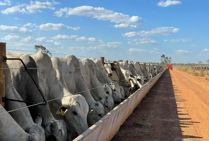 Eficiência alimentar no confinamento pode gerar lucro adicional de R$ 2 milhões, aponta estudo