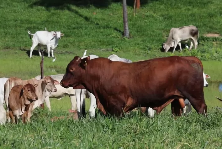 Feicorte 2024 destaca o potencial da raça Santa Gertrudis no cruzamento industrial