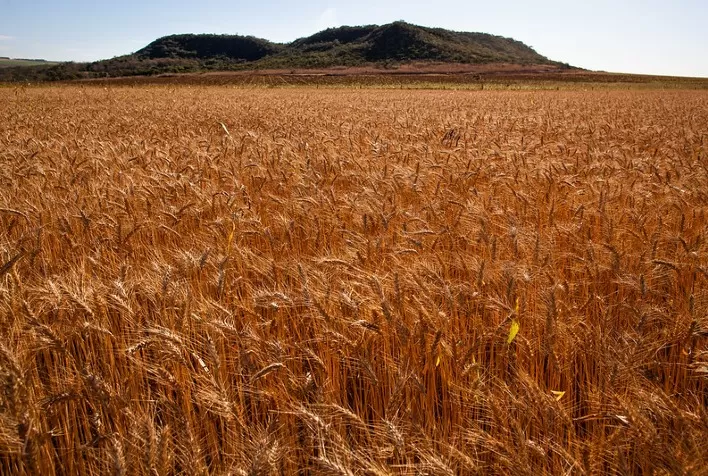 Mercado de Trigo no Sul do Brasil Enfrenta Desafios com Baixa Movimentação e Qualidade Irregular