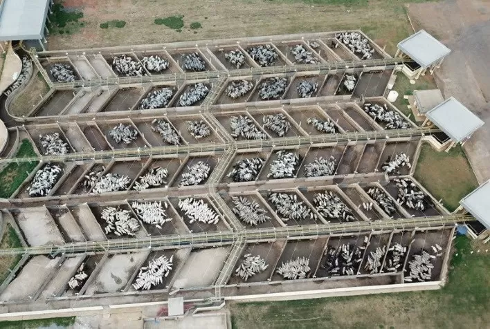 Histórica etapa do Circuito Nelore de Qualidade avalia mais de 3 mil animais em Mato Grosso