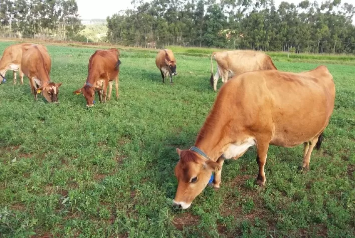 Bem-Estar Animal: Um Pilar para a Sustentabilidade do Setor Leiteiro no Brasil