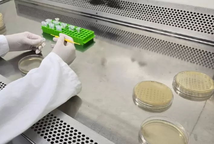 Estudo Avalia Viabilidade Econômica de Biofábrica para Produção de Bioinseticidas à Base de Bacillus thuringiensis (Bt)