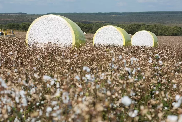 Projeções Apontam Produção Recorde de Algodão no Brasil para a Safra 2024/25