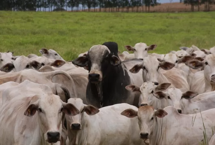 ANCP atinge marco histórico com 400 mil animais genotipados e reforça liderança em genética bovina