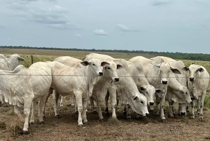 Pecuária Tocantinense Ganha Destaque em Dia de Campo Focado em Genética e Nutrição