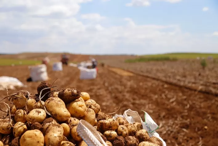 Safra de batata no Sudoeste Paulista chega à reta final com desafios climáticos e fitossanitários