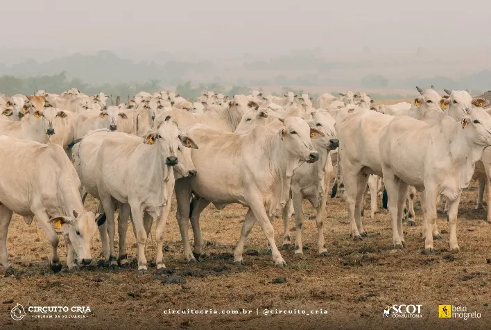 Trouw Nutrition Apresenta Inovações Nutricionais no Mato Grosso do Sul Durante o Circuito Cria