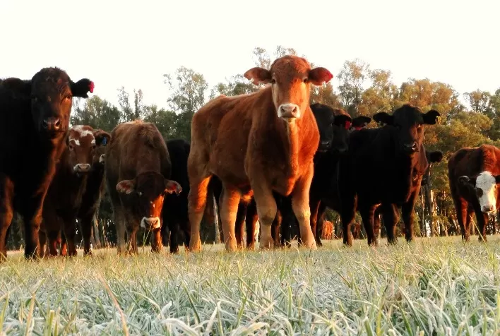 Aumento de Infestações por Carrapatos Preocupa Pecuaristas: Saiba Como Proteger o Rebanho