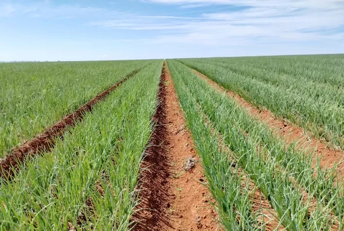 Expansão da Produção de Cebolas no Brasil Destaca a Importância de Cultivares Híbridas Adaptadas