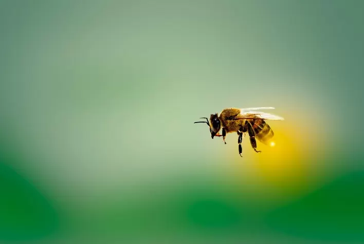 Agricultura Regenerativa: Protegendo as Abelhas e Garantindo o Futuro do Planeta
