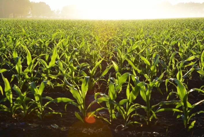 Agricultura no Cerrado: desafios climáticos e caminhos para a sustentabilidade