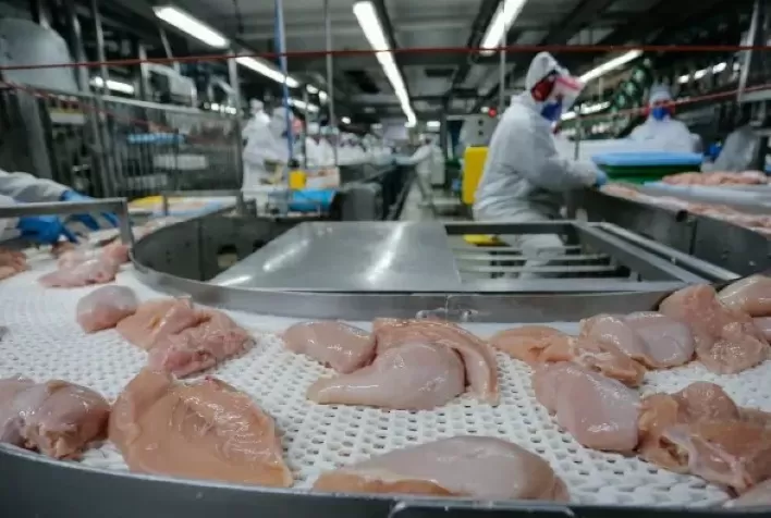 Preços da Carne de Frango Sobem em Novembro Impulsionados pela Valorização de Proteínas Concorrentes