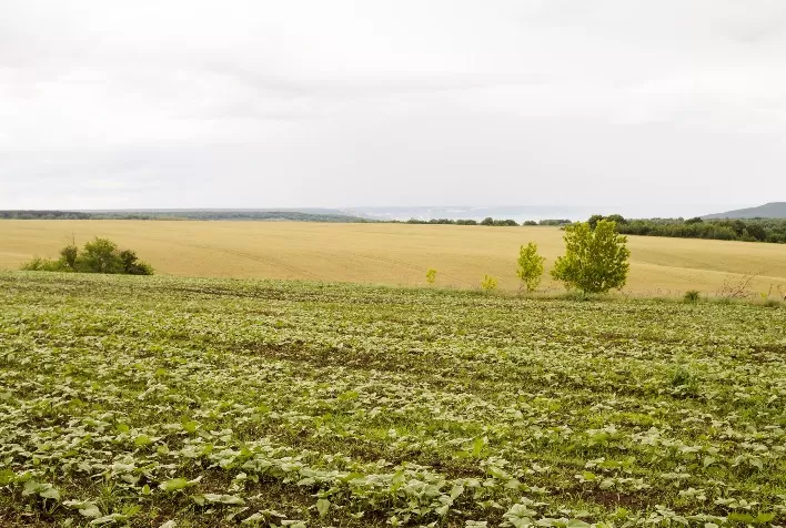 Mudanças Climáticas no Agronegócio: Desafios e Soluções Inovadoras para a Sustentabilidade