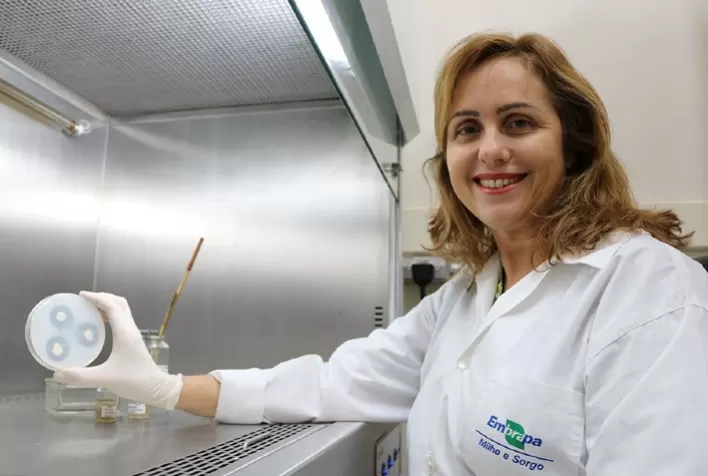 Tecnologia da Embrapa Eleva a Absorção de Fósforo e Gera R$ 4 Bilhões em Benefícios ao Brasil