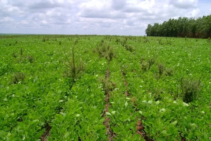 Manejo de plantas daninhas exige monitoramento contínuo durante todo o ciclo produtivo