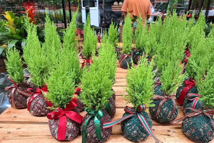 Decoração Natalina Antecipada Impulsiona Mercado de Flores e Acessórios