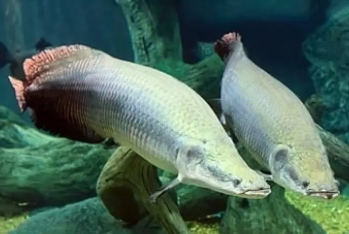 Desafios e Avanços na Produção de Piarucu: Um Estudo sobre a Aquicultura da Espécie