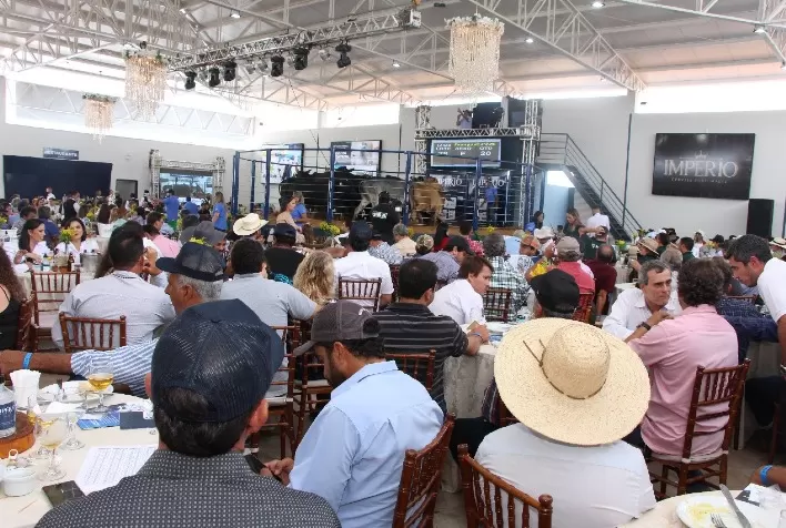 Megaleilão Império Leilões Quadruplica Oferta de Bovinos para Última Edição de 2024