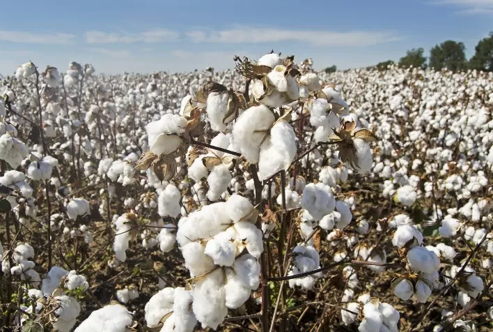 Produção de algodão da Turquia deverá alcançar 3,973 milhões de fardos na temporada 2024/25, estima USDA