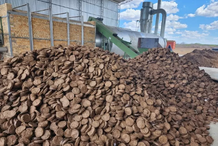 Sorgo-Biomassa: Alternativa Sustentável para a Geração de Energia no Brasil