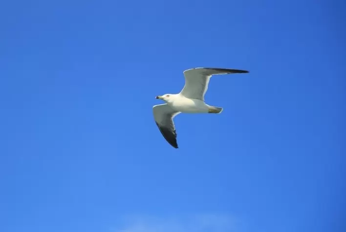 Santa Catarina intensifica prevenção contra influenza aviária durante período de migração