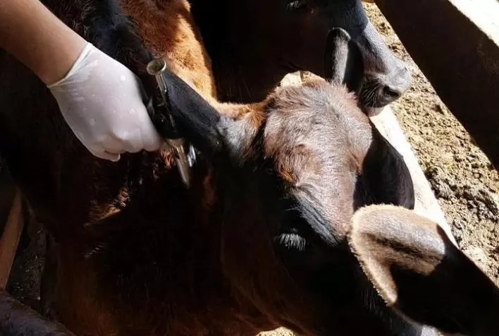 Prazo para vacinação contra a raiva de herbívoros em Goiás termina em 15 de dezembro