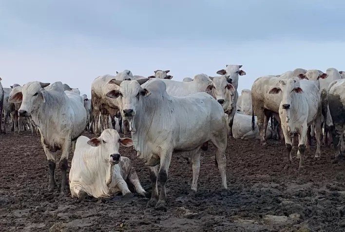 Produtores Rurais de Goiás Podem Obter Desconto de Até 100% em Multas Ambientais com Novo Programa de Regularização