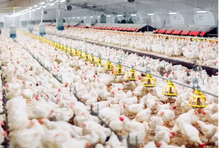 Avicultura Paranaense Consolida sua Liderança no Mercado Global