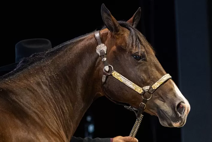 Monte Sião Haras Quebra Recordes no Cenário Quarto de Milha com Primeiro Leilão Histórico