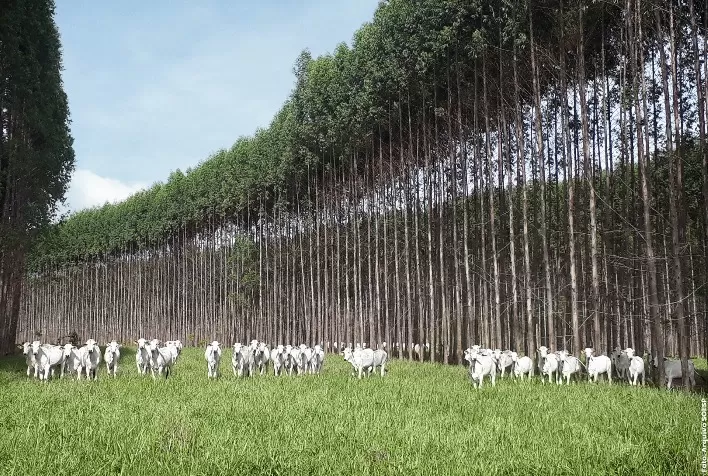 Integração Lavoura-Pecuária-Floresta: Sustentabilidade e Eficiência Transformam a Agropecuária Brasileira