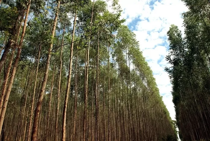A Importância da Silvicultura para a Sustentabilidade no Brasil