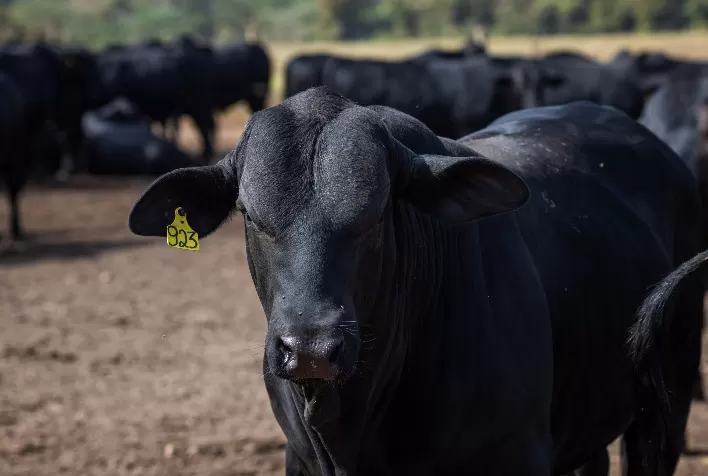 Eventos no Norte do Brasil abordam combate à mosca-dos-chifres em bovinos