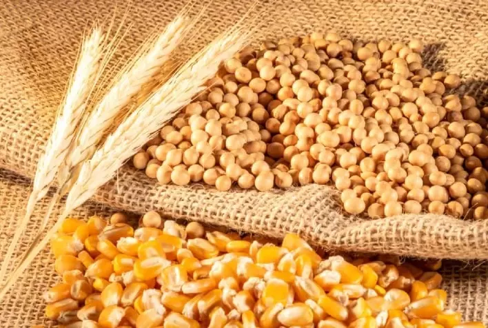 WASDE Aponta Cenário Global para Milho, Soja e Trigo