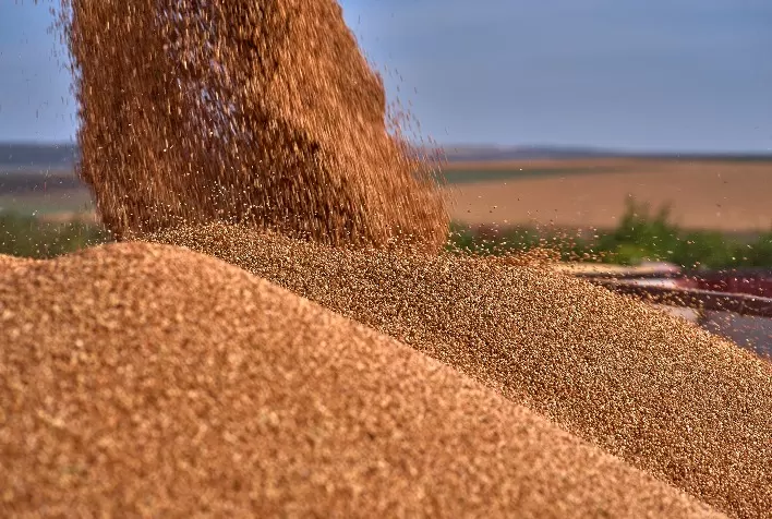 Sorgo Granífero: Potencial Econômico e Inovações Tecnológicas Impulsionam Expansão no Brasil