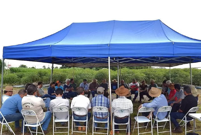 Integração entre Pesquisa e Extensão Rural Impulsiona Desenvolvimento da Mandiocultura no Distrito Federal