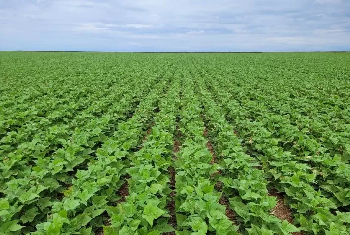Produção de Feijão no Paraná Aponta Alta Lucratividade