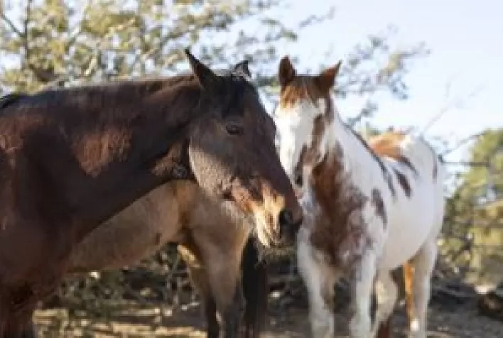 Carrapatos nos Equinos: Desafios e Cuidados na Estação de Verão