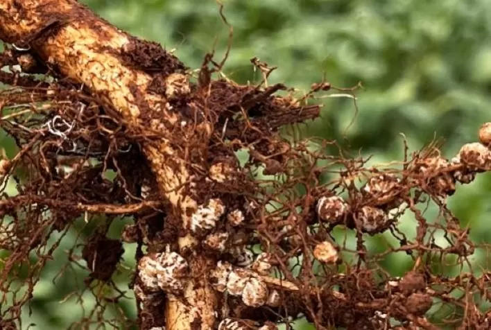 Monitoramento da soja no fim de ano: atenção ao desenvolvimento dos nódulos das raízes