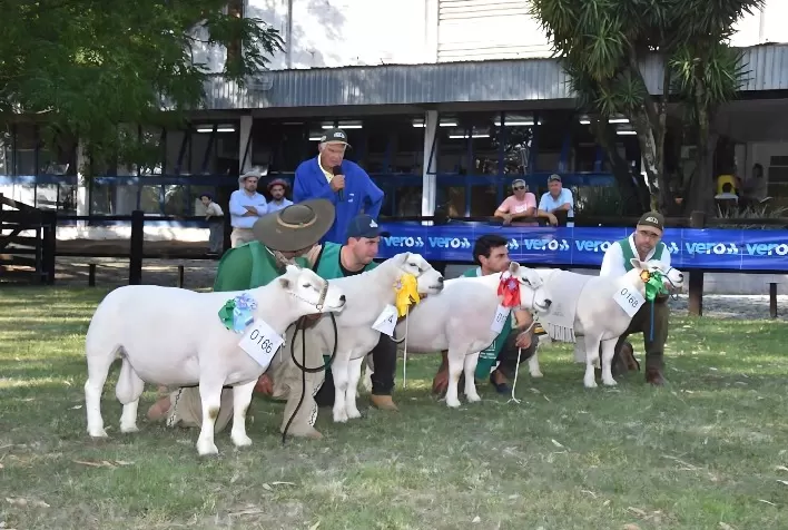 Agrovino 2025: Evento Destaca a Força da Ovinocultura em Bagé com Programação Variada
