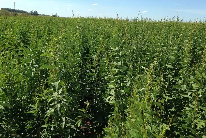 Nova Variedade de Feijão Guandu Promove Sustentabilidade na Pecuária e Combate Nematóides