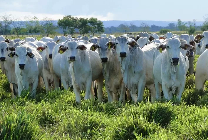 Mercado do Boi Gordo em Praças Paulistas: Negócios Escassos e Preços em Retração