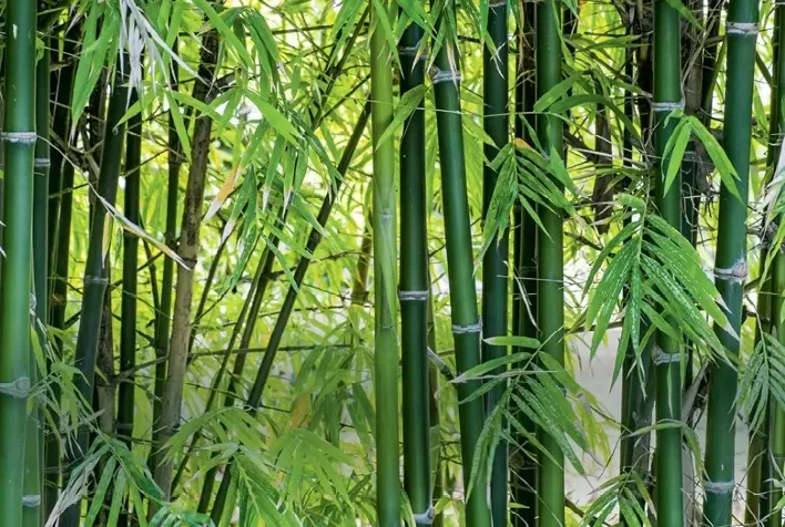 O bambu brasileiro: uma grande oportunidade para o desenvolvimento sustentável
