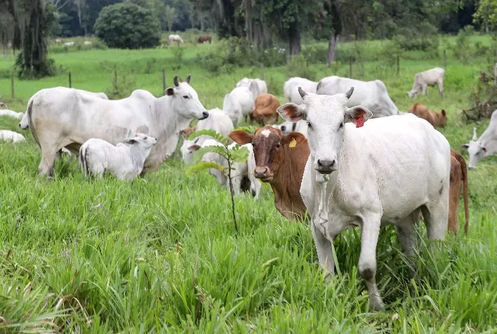 Plano Nacional de Identificação de Bovinos e Búfalos Reforça Proteção do Rebanho, Afirma Adapar