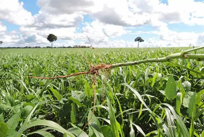 Condições Climáticas Favoráveis Impulsionam Crescimento das Pastagens no Rio Grande do Sul