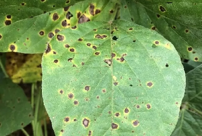 Crescimento da Mancha-Alvo em Soja Aumenta 33% ao Ano entre as Safras 18/19 e 23/24