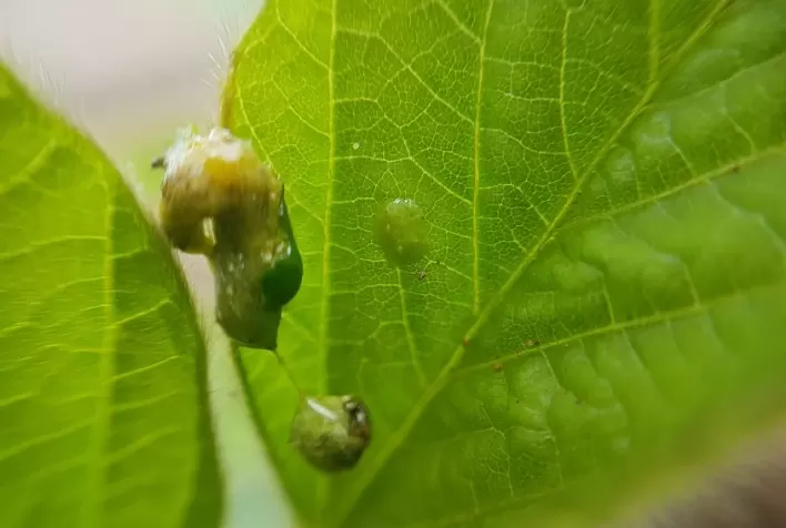 Ameaça de Lagartas no Início da Safra Sinaliza Desafios para Produtores de Oleaginosas